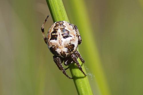 Larinioides cornutus
